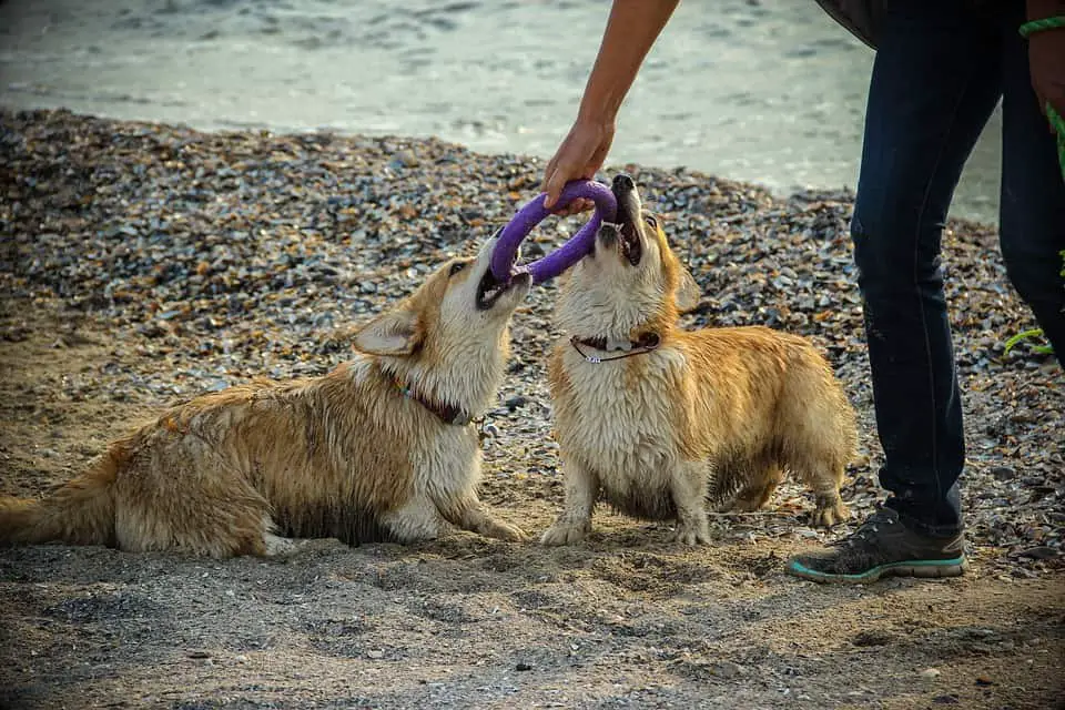 Corgis