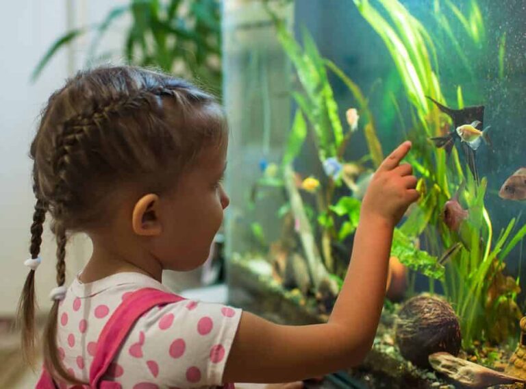 A child observing fish in an aquarium