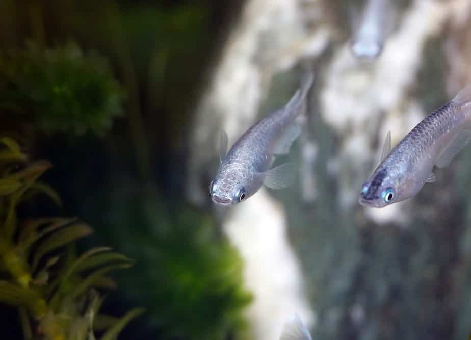 Japanese rice fish