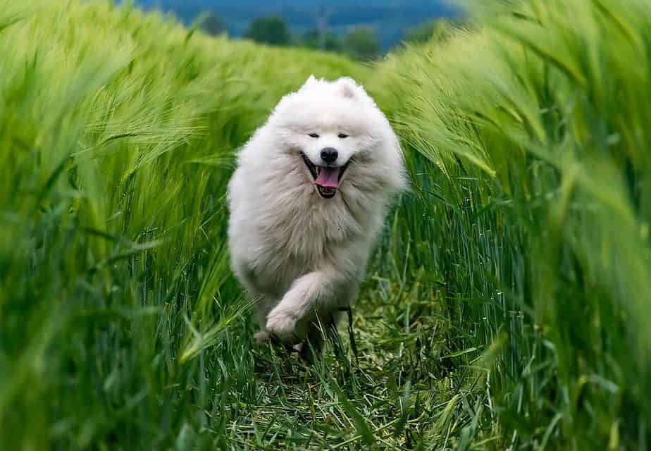 Samoyed