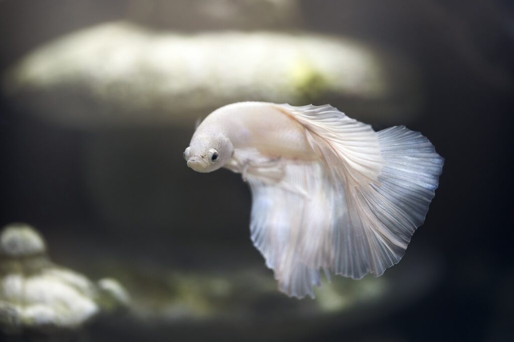 Betta