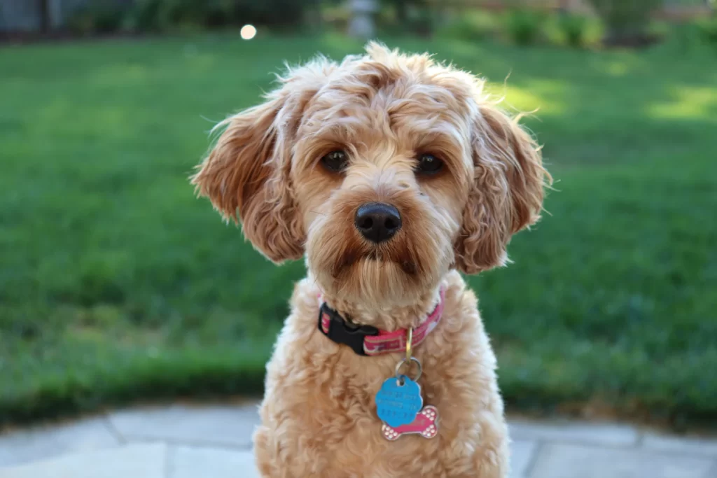 Cavapoo