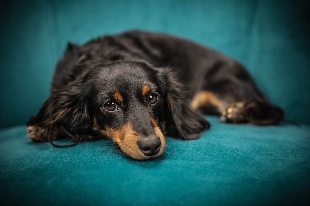 dog on a sofa