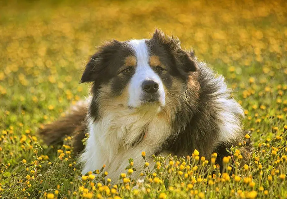 herding dog