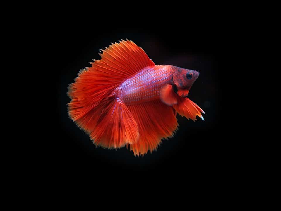 male Betta fish