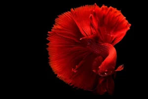 male betta fish