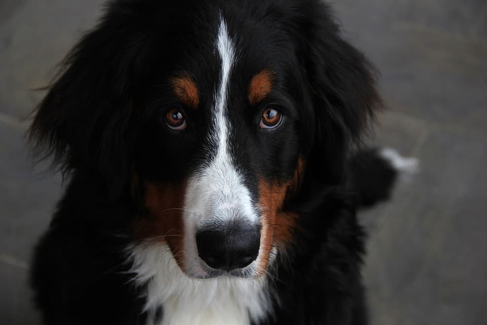 Bernese Mountain Dog