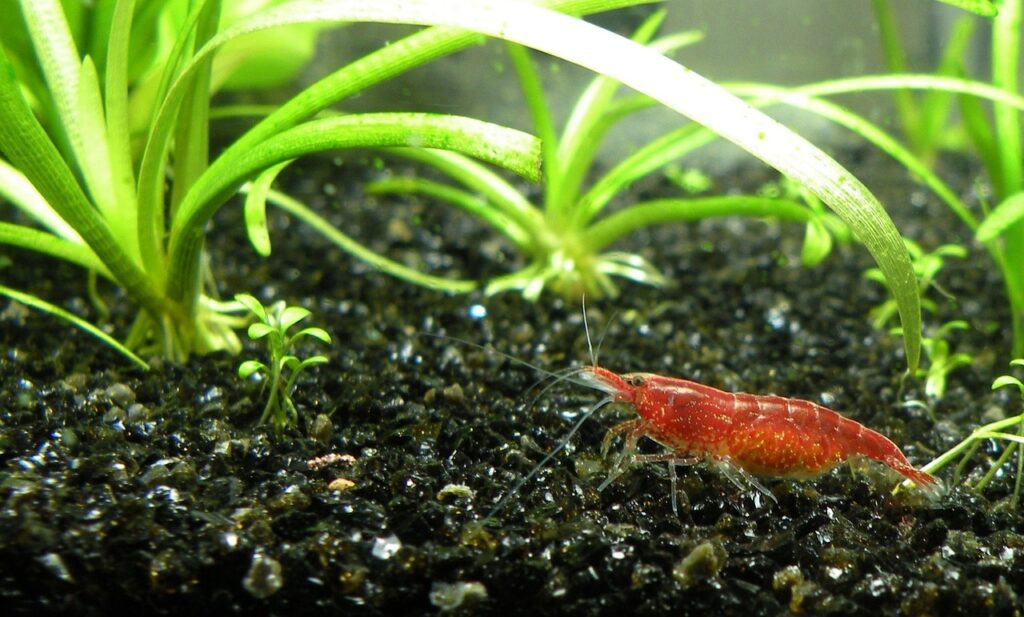 Red cherry shrimp